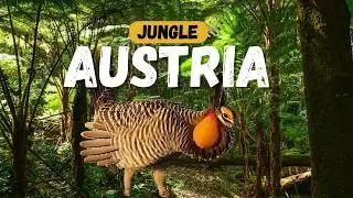 Birds of Austria &ndash; 24 Rare Alpine Species Too Unreal to Exist