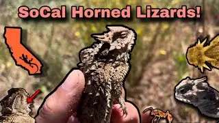 Horned Lizards of Southern California!