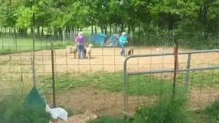 Herding Instinct Test- Shetland Sheepdog