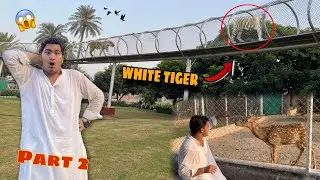 Aj Apny City Kay Zoo Main Gay 😍Part 2/White Tiger ￼Ko Dakh 😱