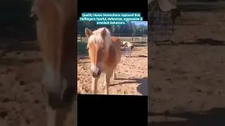 Horse Behavior #alternativehorsemanship