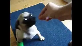 Chief The Pug - Pug training