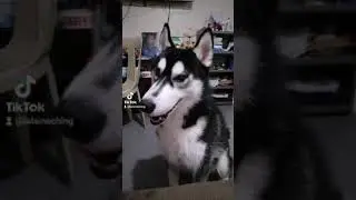 Deadma ang siberian husky ko sa scary sounds effect for dogs 😅