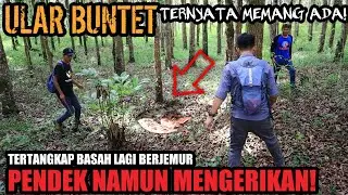 ULAR BUNTET PENUNGGU HUTAN MAHONI! PENDEK NAMUN SANGAT BERBAHAYA DAN MENGERIKAN!