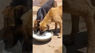 Friendship Goals 💯❤️#shorts #trendingshorts #viralshorts #dog #dogs #humanity #helping #cartoon