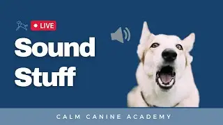 Sound Stuff: Training Dogs Who Bark At Noises