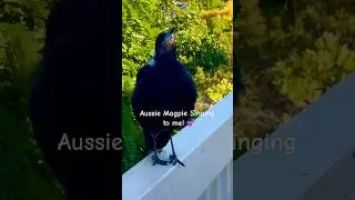 Australian Magpie Call | Singing | Sounds | Song | Bird Sounds 🎵🐦