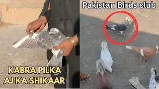 KABRA PILKA | AJ KA SHIKAAR | Pigeon Hunting Today