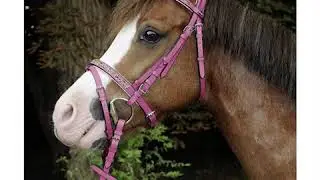 Die HKM Velluto Kollektion bei Pferd in Pink