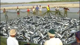 FISHERMEN HAULING A HUGE NET FISHING VIDEOS