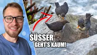 Nachwuchs bei den Wasseramseln ist da! 😍