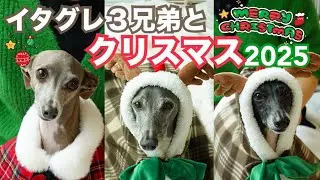 イタグレ３兄弟とクリスマスパーティー2025