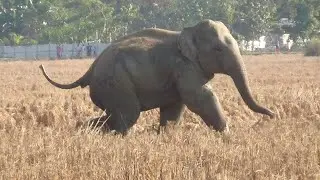 Daytime Panic: Fast‑Moving Elephant Herd In Marangi Paddy Fields |Numaligarh , Assam