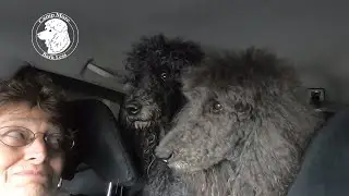 Dogs in car a wash - Drive day to Tiffin Red Bay Alabama