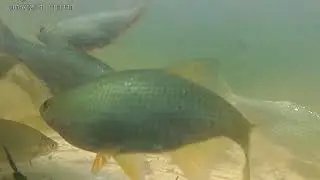 golden shiners feeding