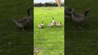 New Geese on the ranch 🌾Geese at Wild Ranch make everything noisy