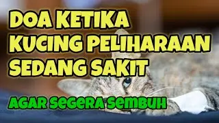 Doa Agar Kucing peliharaan Cepat Sembuh dari Sakit