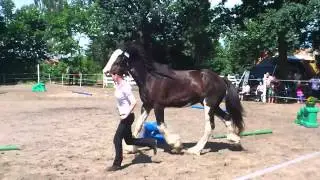 Zuchtschau M&uuml;hlenbeck 2012 Shire Horse Socke
