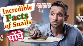 Amazing Facts About Snail You Didn't Know||innocent Wildlife
