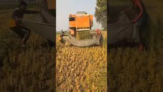 One of The Best Method To collect the fodder #combine  #harvester #trending #shorts