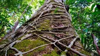 Climbing the Huge Strangler Figs of Southern Queensland, Australia