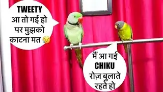 Best talking Rainbow Lorikeet 2|Birds Dancing 🦜||Talking bird's 