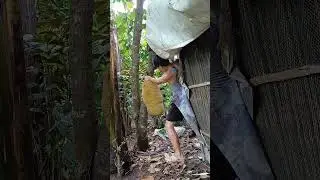 Satisfying harvest jackfruit😍😍 #farmlife #satisfying #nature #fruit #harvest #jackfruit #farming