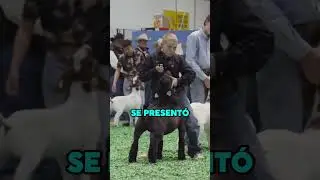 la VERDADERA FUERZA EST&Aacute; en el INTERIOR 🐐😠 #shorts #goat #granja #animales #wow