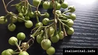 SUSUMBA (GULLY BEANS) - SOME MEDICINAL USES (JAMAICA PLANT)