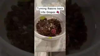 Превращаем изюм обратно в виноград 🍇