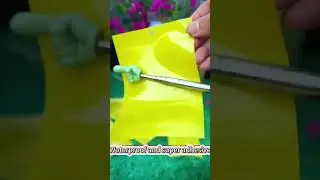 Hot Sale Sticky Traps for Insect Insect Sticky Board