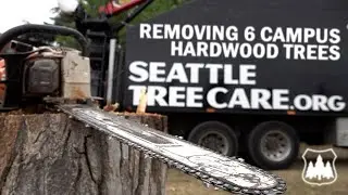Big Tree Removal on Campus | Removing 6 Large  Hardwood Trees