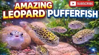 Amazing Leopard Pufferfish 🐡 | Beautiful Freshwater Aquarium Fish | Must Watch! #aquariumfish #fish