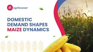 India&rsquo;s maize market is undergoing a notable shift, with domestic demand taking center stage.