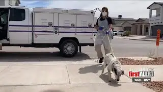 El Paso Animal Services comes under scrutiny for its approach to stray dogs
