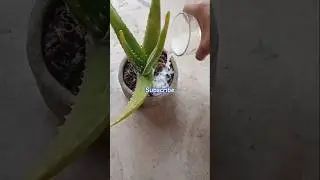 Aloe vera care tips.aloevera care with milk.#shorts #aloeveracare #garden #plants #nature #viral