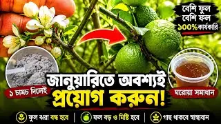 জানুয়ারির মাঝামাঝিতে ফ্রুটিং সিজেনের শুরুতেই লেবু গাছের বিশেষ পরিচর্যা ।। Lemon Plant Care 