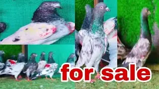  300.rupya par for sale delivery all India