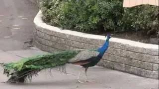 Brief Tour of San Diego Zoo