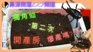 甲蟲溜L.K.F | 新手父女養蟲日誌|獨角仙(台仙)要第二次「開產房」了，這次讓母蟲在產房待7天，最終能生幾隻呢?