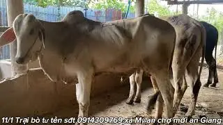 11/1 c&oacute; về b&ograve; b&aacute;o gi&aacute; ae xem tham khảo Zalo 0914309769