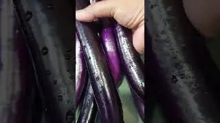 AUBERGINE / EGGPLANT LONG PURPLE ORGANIC