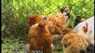 Бабухів 2001р.