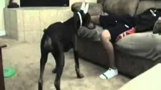 Dog bites boys balls following laser
