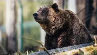 Bear Awareness Online Safety Training Course