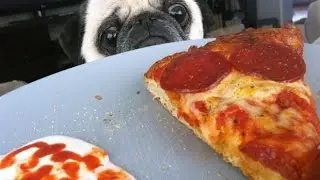 Funny Dog Stealing Pizza!  Compilation # 13 / Смешные собаки Крадут Пиццу! Подборка Приколов #13
