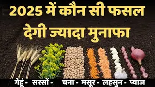 Which crops to sow in the Rabi season? Wheat, mustard, chickpea, garlic | Most profitable crops 2025