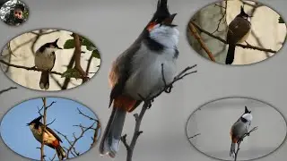 सिपाही बुलबुल || Red-whiskered bulbul || Pycnonotus jocosus