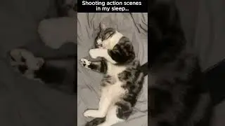 Too Tired to Function: Sleepy Cat&rsquo;s Midnight Drama 💤🐾#cute #cuteanimals #foryoupage #catlife  #cat