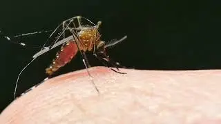 Everguard Repellents Introduction Video